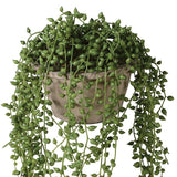 String of Pearls in Cement Pot
