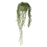 String of Pearls in Cement Pot