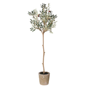 Natural Olive Tree in Garden Pot