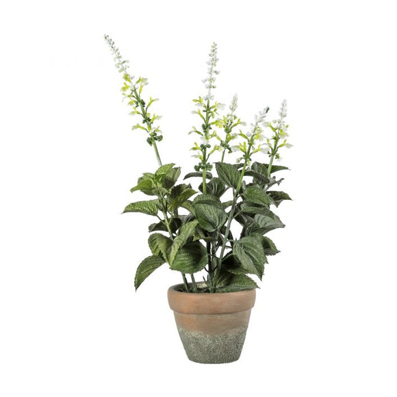 Potted White Salvia