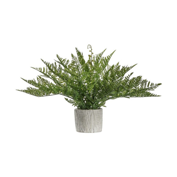 Zigzag Potted Fern
