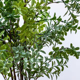 Potted Buxus Tree