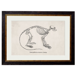 1870 Anatomical Skeletons