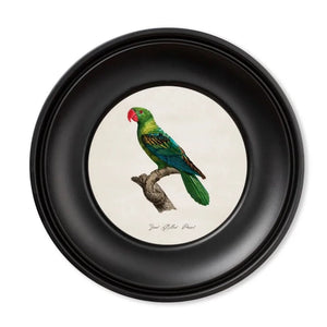 Framed Multicolour Parrot Print