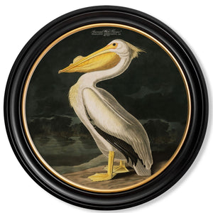 Pelican, 44cm