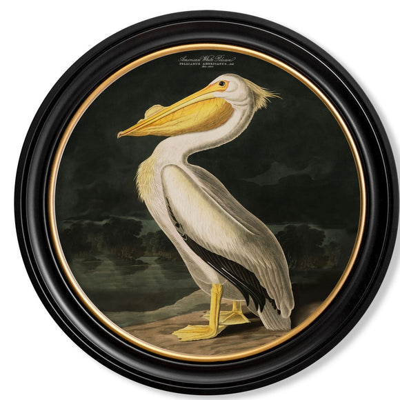 Pelican, 70cm