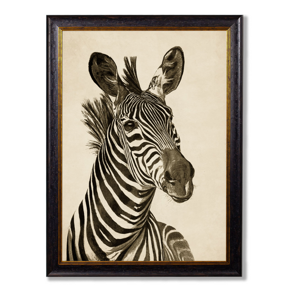 Framed Zebra Print Looking Right