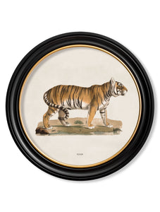 Tiger, 44cm